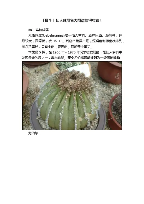 「最全」仙人球图名大图谱值得收藏！