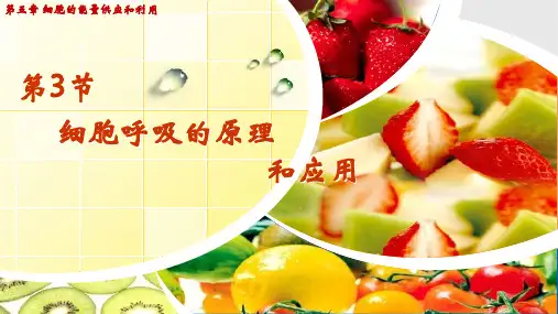 细胞呼吸的原理和应用课件