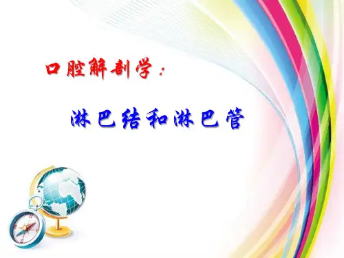 口腔解剖学：淋巴结和淋巴管