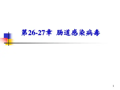 肠道急性胃肠炎病毒ppt课件
