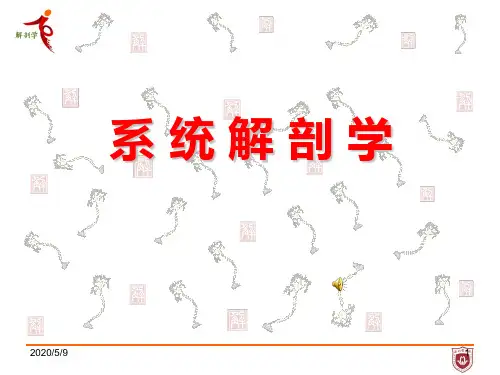 脑的解剖结构