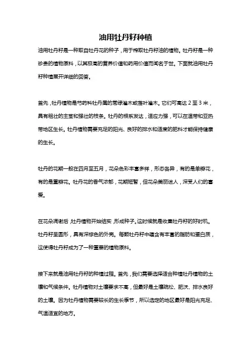 油用牡丹籽种植