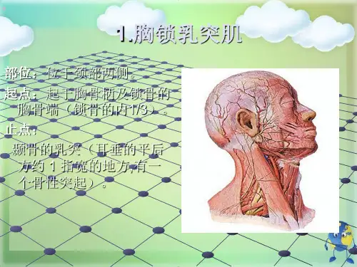 颈项部肌肉基础解剖