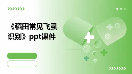 《稻田常见飞虱识别》课件