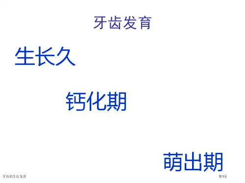 牙齿的生长发育