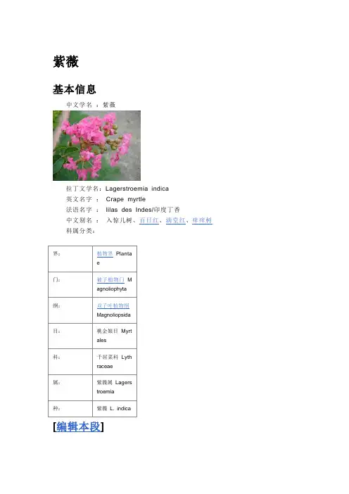 紫薇