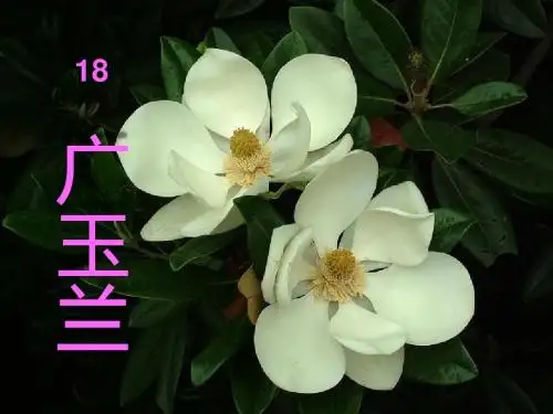 18广玉兰