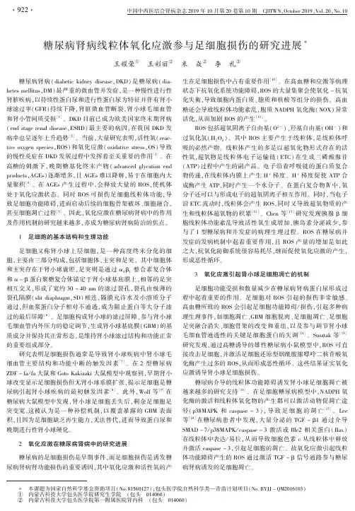 糖尿病肾病线粒体氧化应激参与足细胞损伤的研究进展