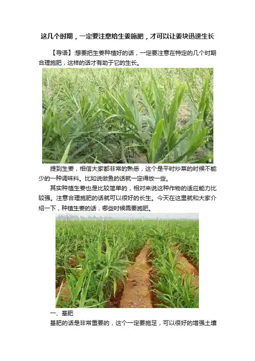 这几个时期，一定要注意给生姜施肥，才可以让姜块迅速生长