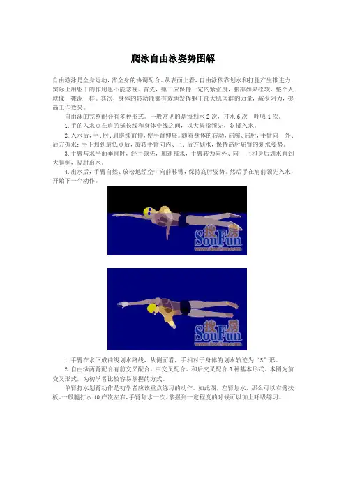 爬泳自由泳姿势图解参考资料