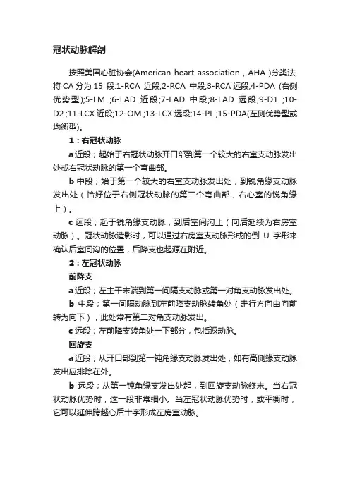 冠状动脉解剖