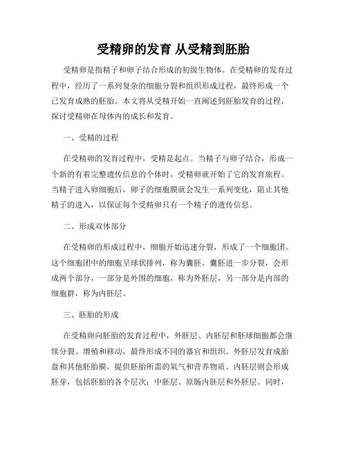 受精卵的发育 从受精到胚胎