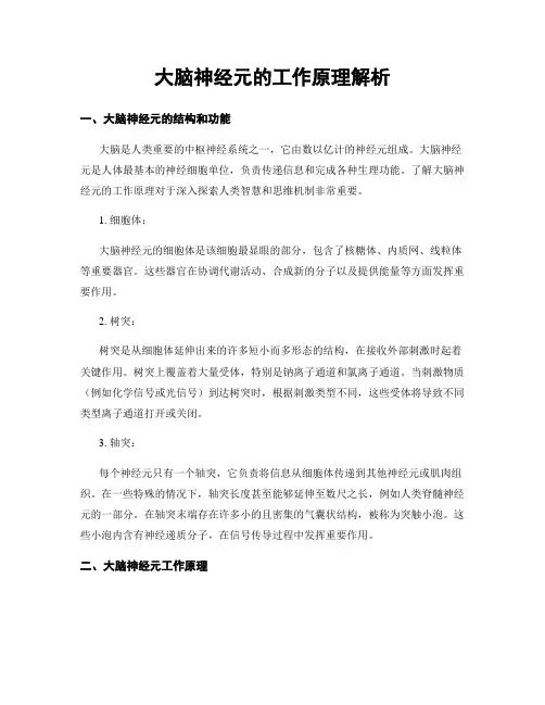 大脑神经元的工作原理解析