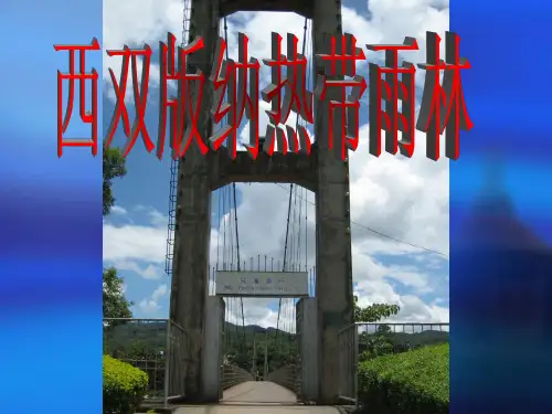 西双版纳热带雨林