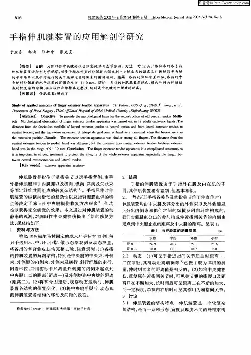 手指伸肌腱装置的应用解剖学研究