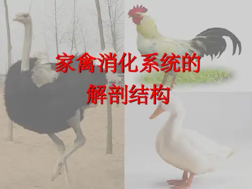 家禽消化系统的解剖结构ppt课件