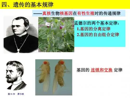 孟德尔遗传定律