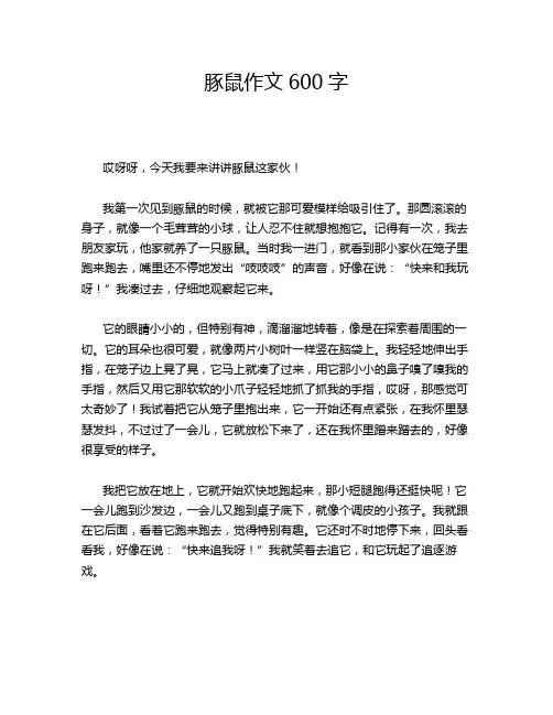 豚鼠作文600字