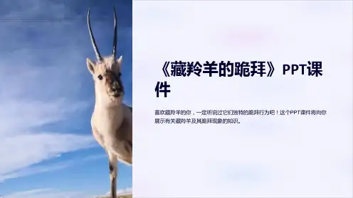 《藏羚羊的跪拜》课件2
