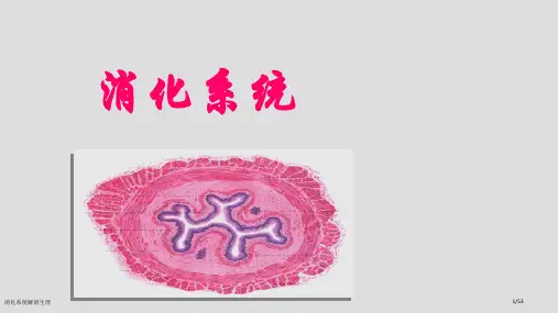 消化系统解剖生理
