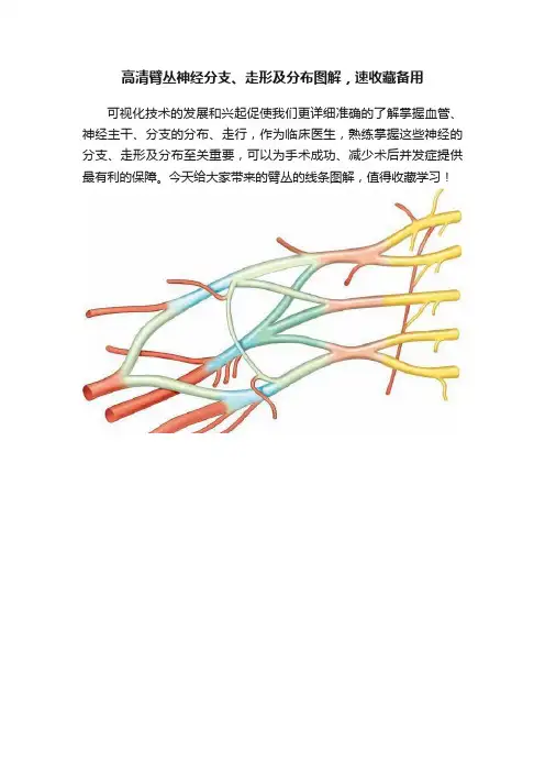 高清臂丛神经分支、走形及分布图解，速收藏备用