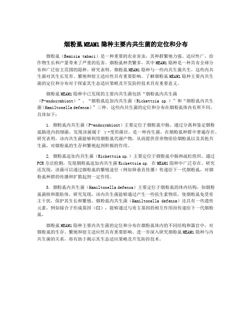 烟粉虱MEAM1隐种主要内共生菌的定位和分布