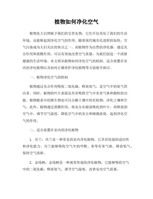 植物如何净化空气