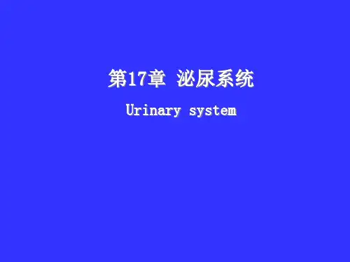 组织学与胚胎学：第17章 泌尿系统