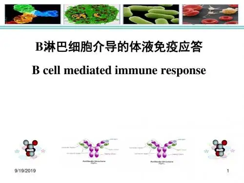 免疫学B细胞介导的体液免疫应答2