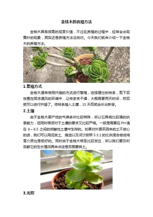 金钱木的养殖方法