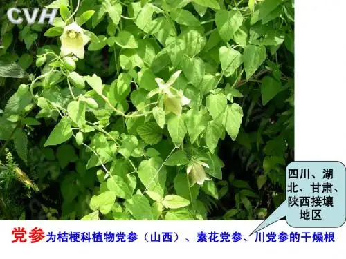 党参