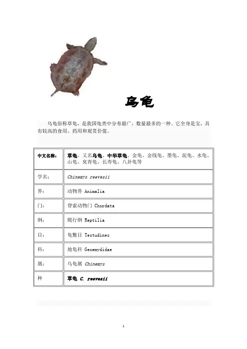 乌龟