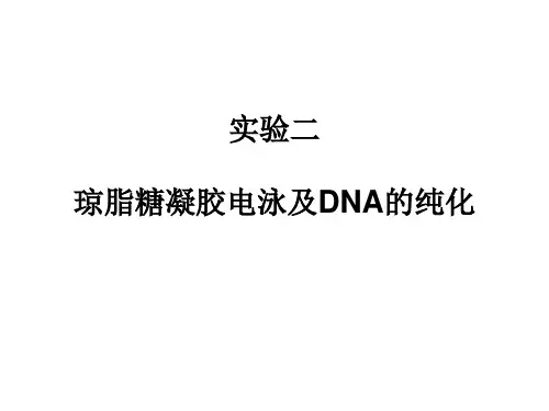 琼脂糖凝胶电泳及DNA纯化