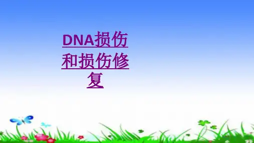 医学DNA损伤和损伤修复专题课件