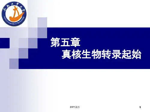 分子生物学--真核生物转录起始  ppt课件