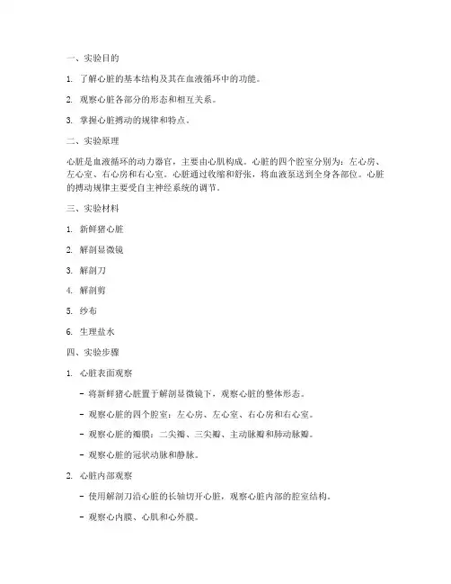 心脏观察的实验报告