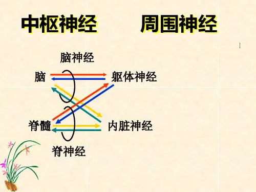 周围神经解剖分解