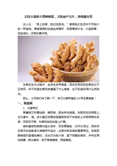 记住大姜的十四种病害，才能亩产万斤，快收藏分享