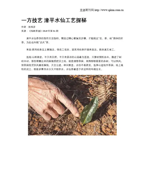 一方技艺 漳平水仙工艺探秘