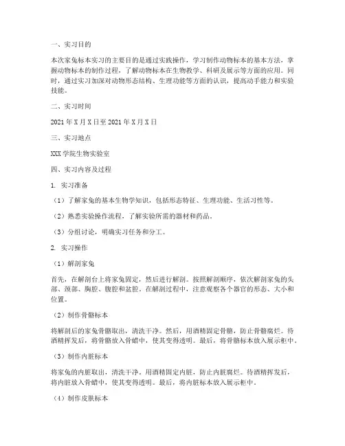 家兔标本实习报告