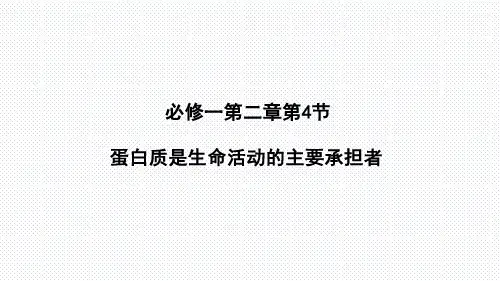 【课件】蛋白质是生命活动的主要承担者课件2022-2023学年高一上学期生物人教版必修1