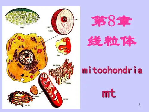 医用细胞生物学》课件线粒体ppt演示课件