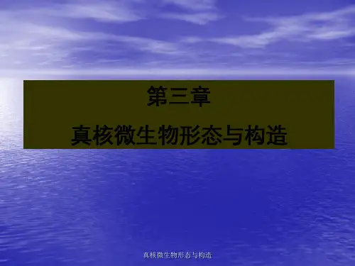 真核微生物形态与构造