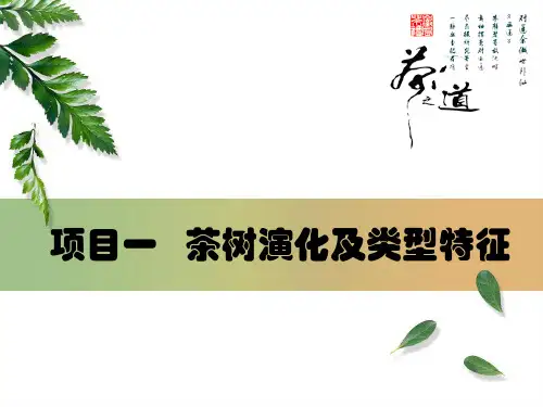 茶树演化及类型特征概述(PPT 116页)