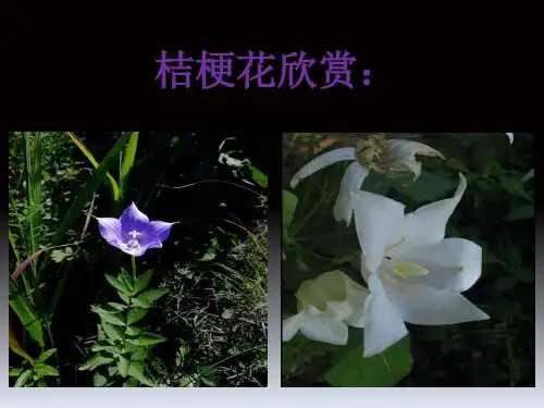 三年级上册音乐课件第8课桔梗谣人音版