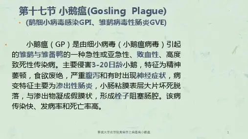 聊城大学农学院禽病学之病毒病小鹅瘟课件