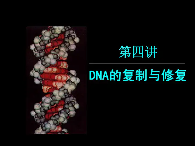 第四讲：DNA的复制与修复