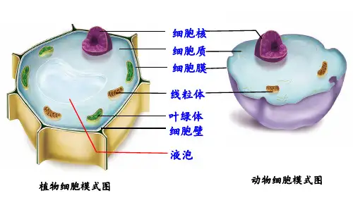 人教版七年级生物上册第四节细胞的生活课件