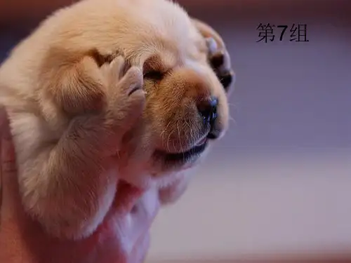 对外汉语教学词汇教学优秀课件