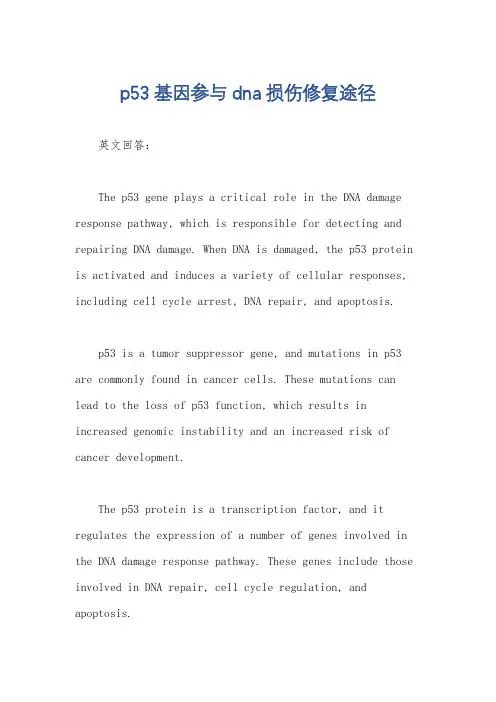 p53基因参与dna损伤修复途径